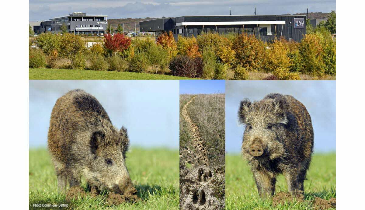 Les zones de chasse de gibier en France