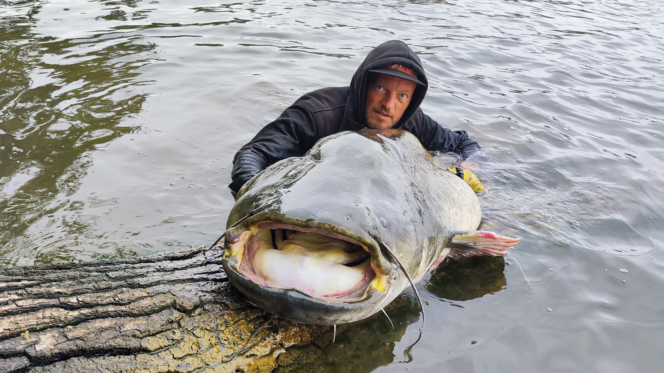 Tout savoir sur le silure et sa pêche